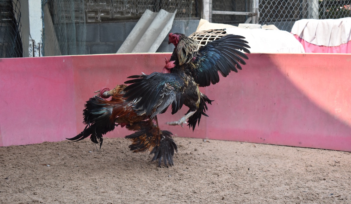 Animal Welfare Groups Applaud San Jacinto County Sheriffs’ Deputies For ...