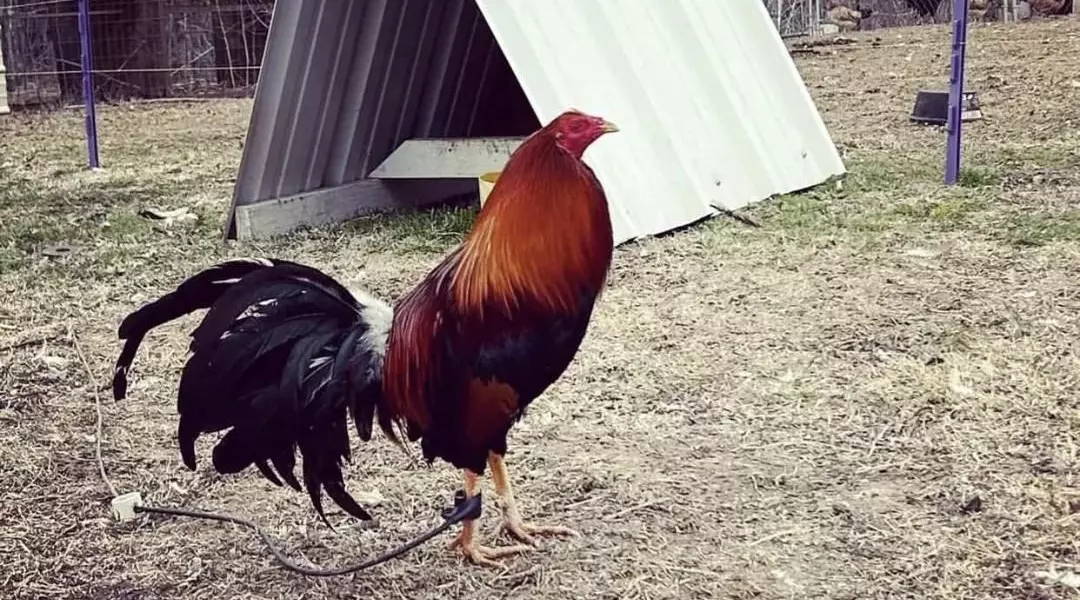 Blackwater farms facebook photo of leashed rooster